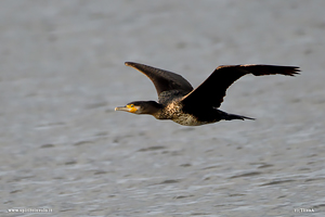 Cormorano in volo sull'acqua