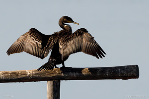 Foto di Cormorano mentre si aciuga le ali