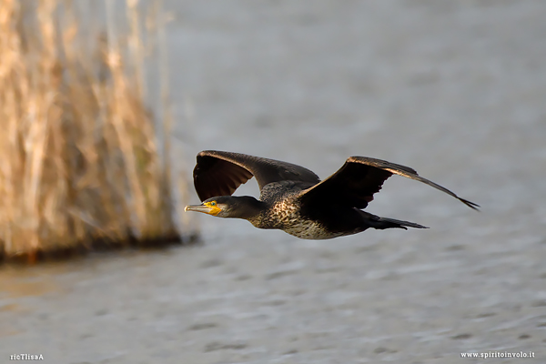 Cormorano in volo sull'acqua