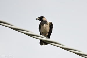 Photo of Carrion Crow