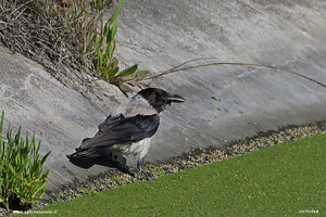 Photo of Carrion Crow