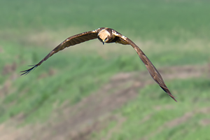 Falco di palude vista frontale