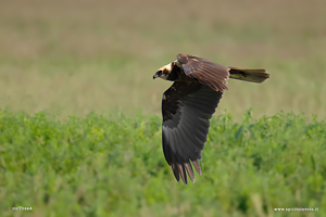 Falco di palude vista laterale