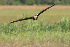 Falco di palude sul prato vista frontale
