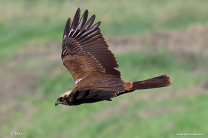 Falco di palude in picchiata
