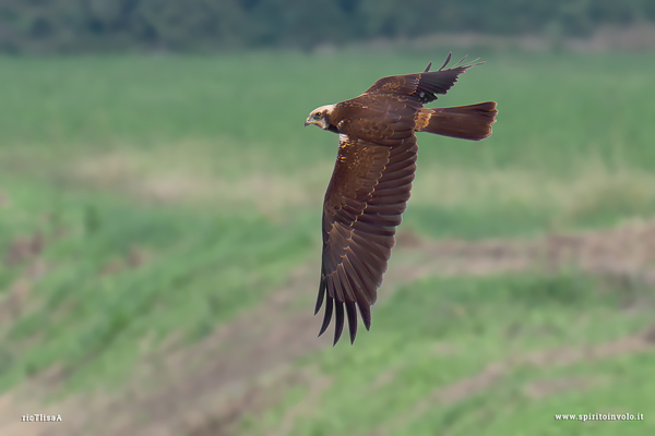 Falco di palude in volo sul campo