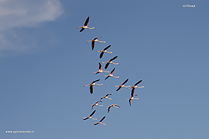 Fotografia di stormo di Fenicottero rosa in volo