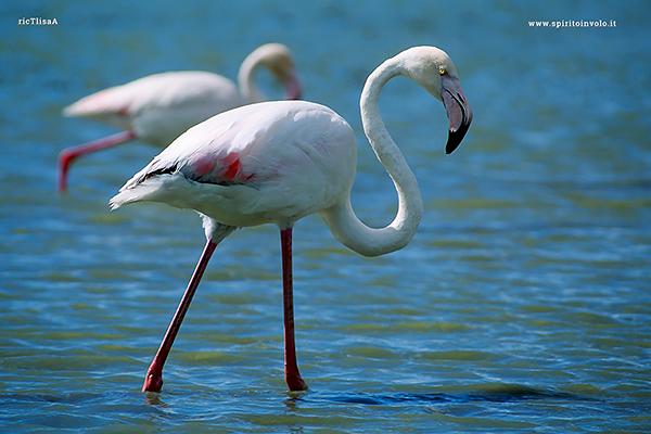 Fotografia di Fenicottero rosa nell'acqua