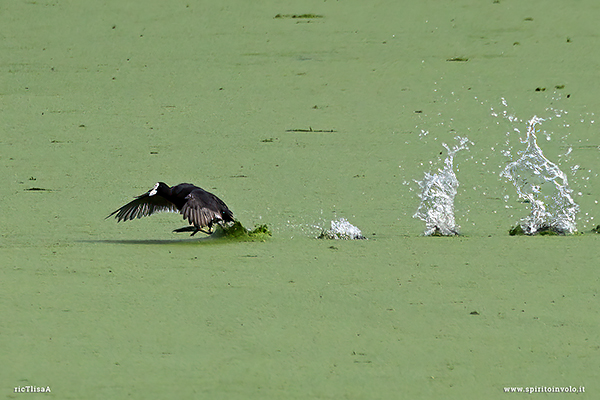 Fotografia di Folaga comune che corre sull'acqua