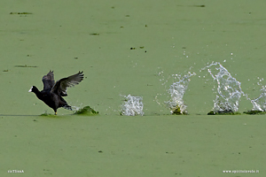 Fotografia di Folaga comune che corre sull'acqua