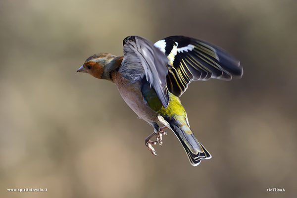 Foto di Fringuello maschio in volo