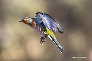 Foto di Fringuello maschio in volo