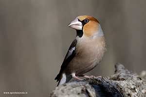 Photo of Hawfinch