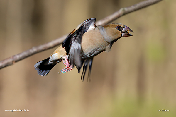 Foto di Frosone femmina in volo