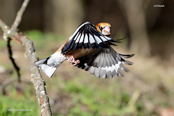Foto di Frosone maschio in volo