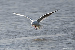 Fotografia di Gabbiano Comune in volo