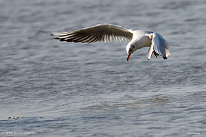 Fotografia di Gabbiano Comune in volo