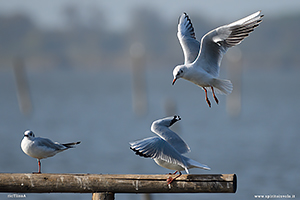 Fotografia di Gabbiano Comune in volo