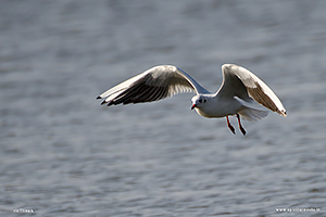 Fotografia di Gabbiano Comune in volo