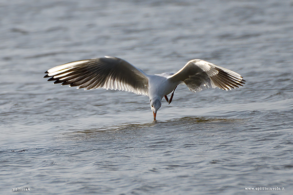 Fotografia di Gabbiano Comune in volo