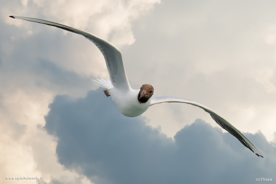  Gabbiano Comune adulto in estate in volo tra le nuvole