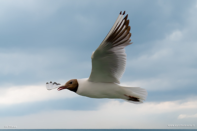  Gabbiano Comune adulto in estate in volo visto di lato