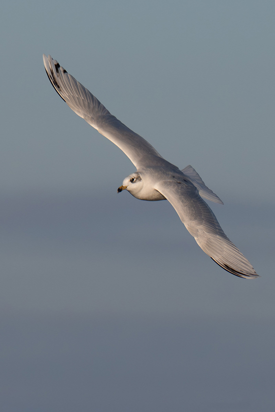 Gabbiano corallino con ali aperte