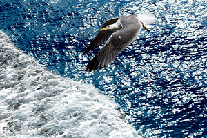 Fotografia di Gabbiano reale mediterraneo in volo