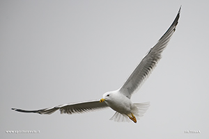 Fotografia di Gabbiano reale mediterraneo in volo