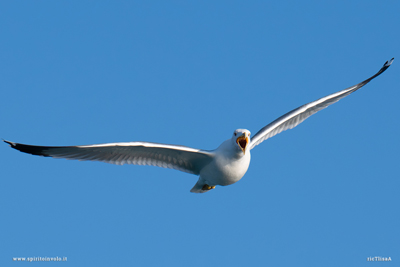 Adulto di Gabbiano reale mediterraneo con becco aperto