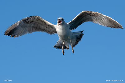 Giovane di Gabbiano reale mediterraneo con becco aperto