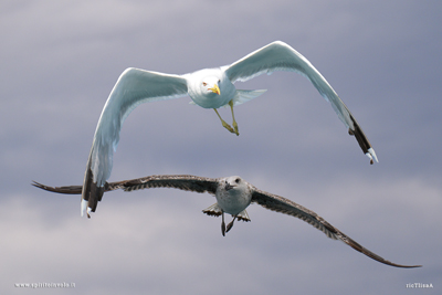 Adulto e giovane di Gabbiano reale mediterraneo in volo