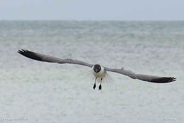 Fotografia di Gabbiano Sghignazzante sulla spiaggia