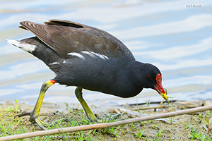 Fotografia di Gallinella d'acqua sulla riva