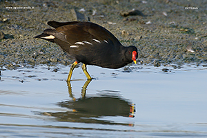 Fotografia di Gallinella d'acqua sulla riva