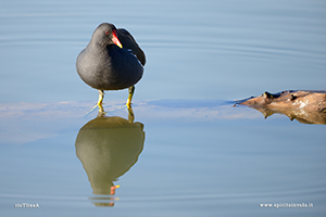 Fotografia di Gallinella d'acqua sulla riva