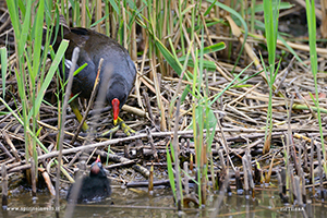 Fotografia di Gallinella d'acqua con pullo