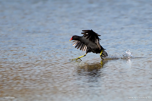 Gallinella d'acqua