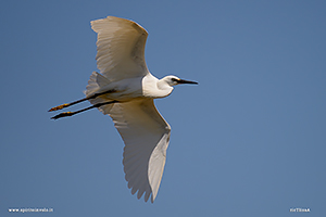 Fotografia di Garzetta in volo