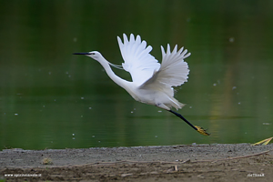 Fotografia di Garzetta in volo