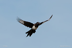 Photos Eurasian Magpie