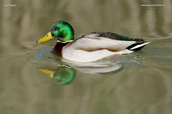 Fotografia di Germano reale maschio in acqua