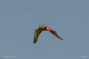 Foto di Gheppio in volo