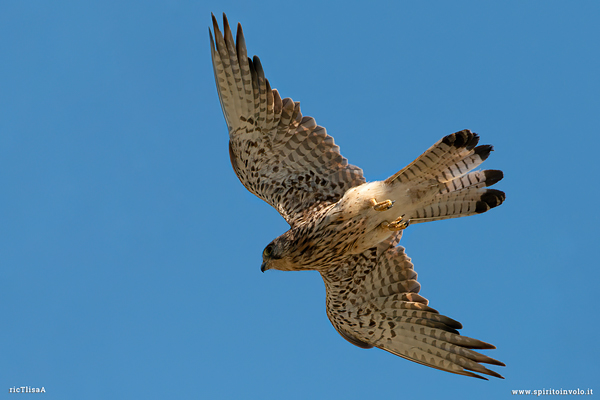 Foto di Gheppio in volo