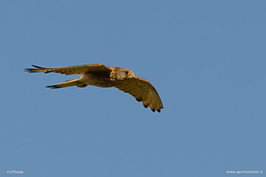 Foto di Gheppio in volo