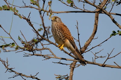 Gheppio sopra i rami