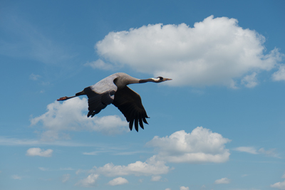 Gru in volo con ali abbassate