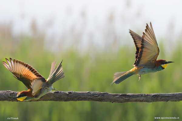Coppia di Gruccioni in volo