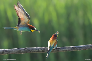 Coppia di Gruccioni in volo e sul ramo
