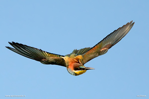 Fotografia di Gruccione in volo